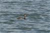 Black-necked Grebe