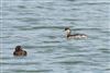 Black-necked Grebe