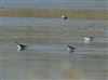 Greenshank