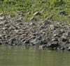 Ringed Plover