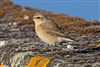 Wheatear