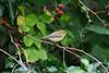 Willow Warbler