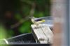 Grey Wagtail