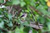 Grey Wagtail