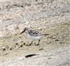 Sanderling