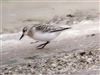 Sanderling