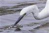 Little Egret