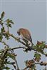 Linnet