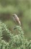 Linnet