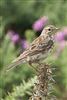 Meadow Pipit