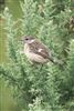 Stonechat