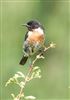 Stonechat