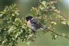 Stonechat