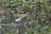 Common Sandpiper