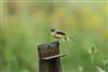 Grey Wagtail