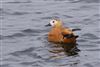 Ruddy Shelduck