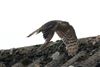 Sparrowhawk