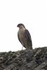 Sparrowhawk