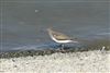 Common Sandpiper