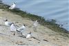 Mediterranean Gull