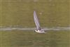 White-winged Black Tern