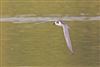 White-winged Black Tern