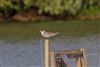 White-winged Black Tern