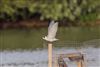 White-winged Black Tern