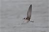 White-winged Black Tern