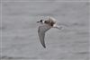 White-winged Black Tern