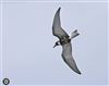 White-winged Black Tern