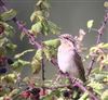 Wryneck