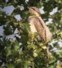 Wryneck