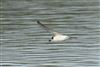 White-winged Black Tern