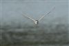 White-winged Black Tern