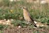 Wheatear