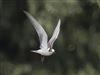 White-winged Black Tern