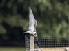 White-winged Black Tern