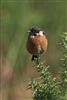 Stonechat