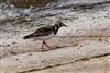 Turnstone