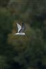 White-winged Black Tern