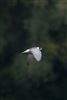 White-winged Black Tern