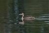 Great Crested Grebe