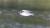 White-winged Black Tern