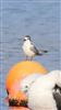 White-winged Black Tern