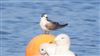 White-winged Black Tern