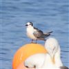 White-winged Black Tern