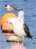 White-winged Black Tern