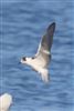 White-winged Black Tern