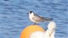 White-winged Black Tern